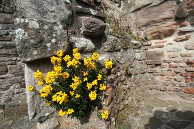 Wallflowers in a wall