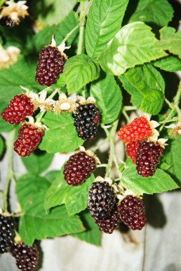 Ripening marionberries