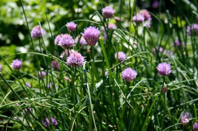 Chives in flower
