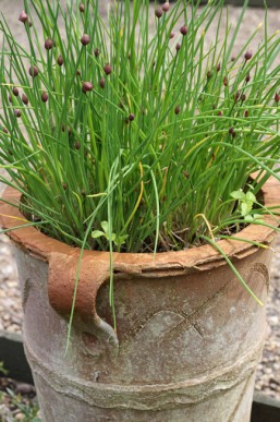Chives grow well in a pot