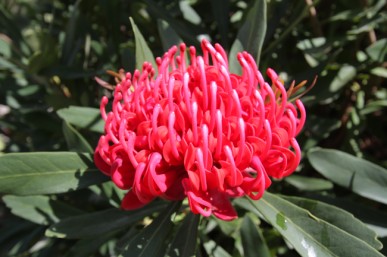 Waratah Braidwood Brialliant