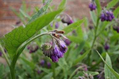 A form of Russian comfrey with deep purple blue flowers