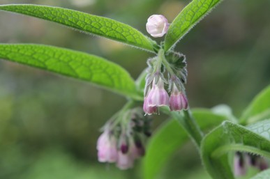 Comfrey has lovely bell shaped flowers