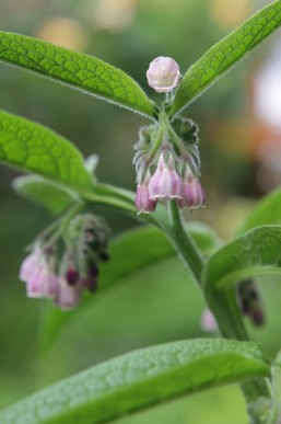 Russian comfrey Bocking 14