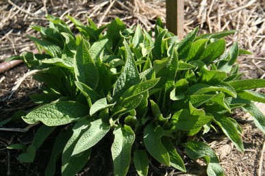 A clump of comfrey ready to be dug and divided.