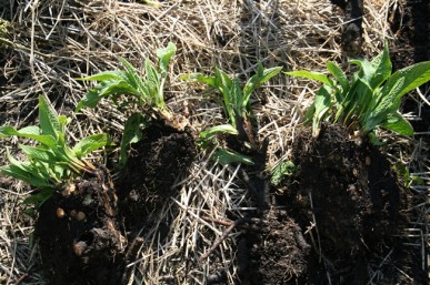 The clump divided into pieces ready for replanting