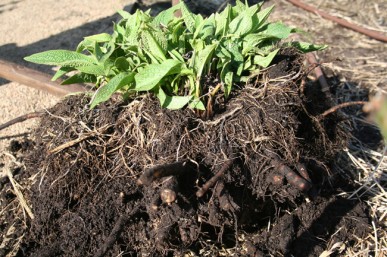 The clump dug out of the soil.