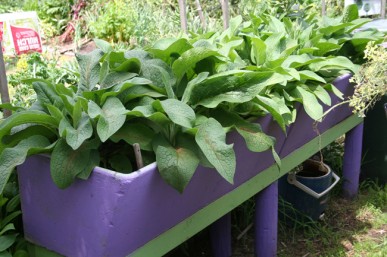 Comfrey growing in big tubs to keep it under control