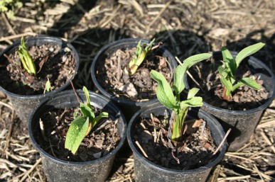 Comfrey planted into pots