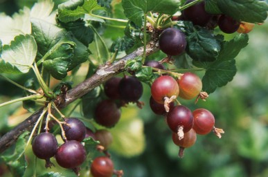 Delicious, slightly tart, bite sized fruit.