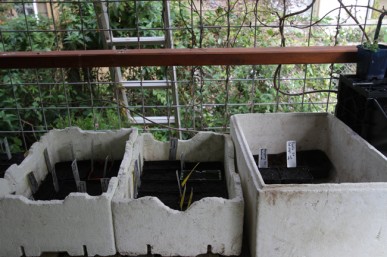 Seeds sown in punnets