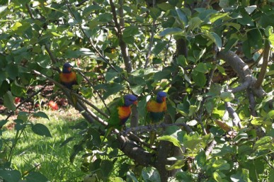 Net your berries to protect them from rosellas and other parrots