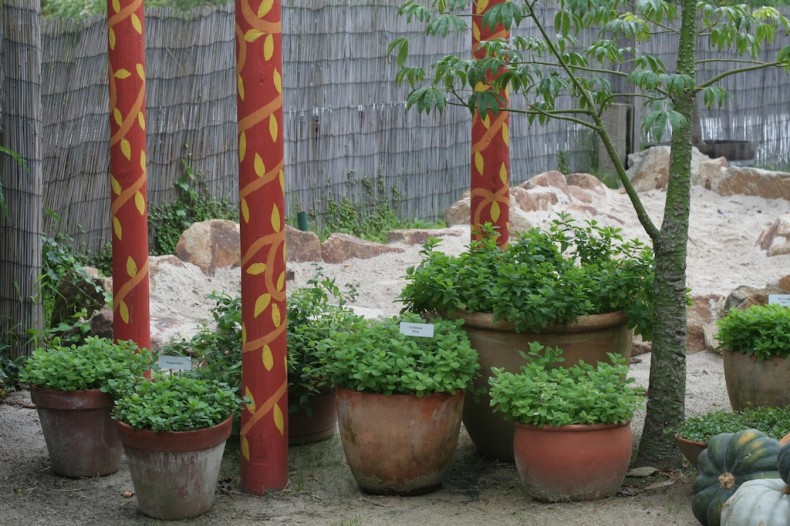 Mints grow well in pots