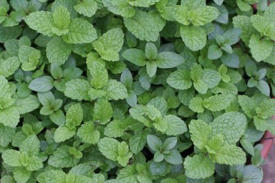 Spearmint and peppermint growing together