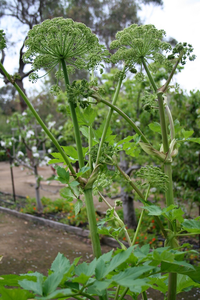angelica zip up ankle boots in black