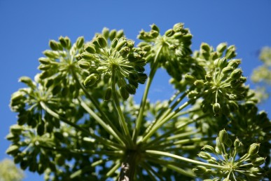 Angelica seed head Lime green angelica seed head as big as a soccer ball