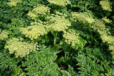 Angelica pachycarpa, glossy angelica Glossy green leaves and attractive pale green flower heads.