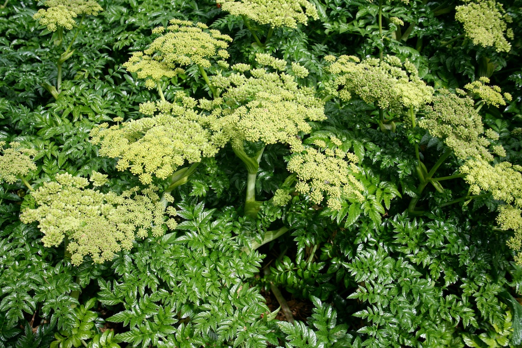 Angelica (Angelica archangelica), how to grow & use by Penny Woodward