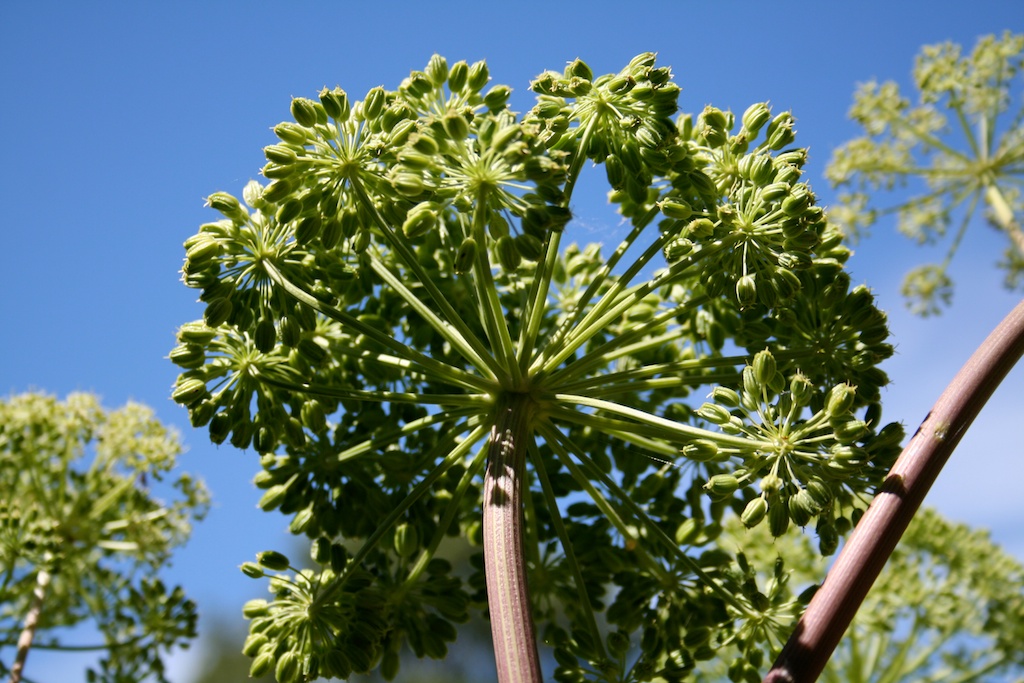 Angelica (Angelica archangelica), how to grow & use by Penny Woodward