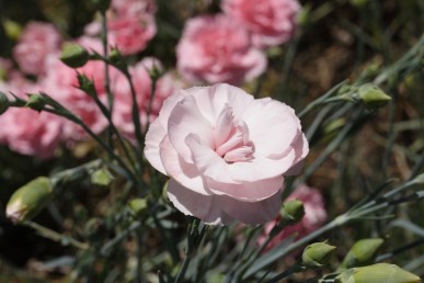 Bella dianthus