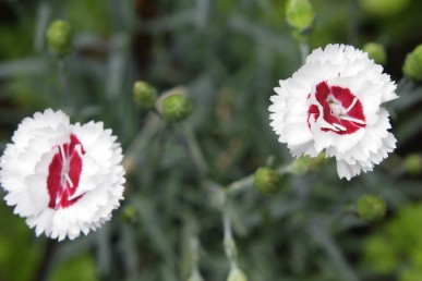 Coconut Sundae Dianthus