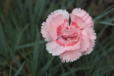 Dianthus Doris