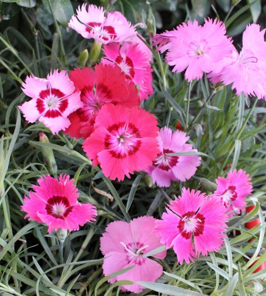 Flowers with shade of rose pink