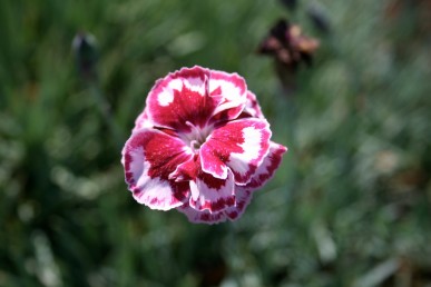 Dianthus Irene Shipp