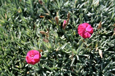 Dianthus Mars