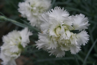 Dianthus Mrs Sinkins