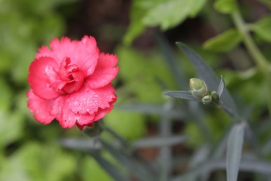 Dianthus Rosebud