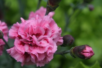 Dianthus Sugar Plum