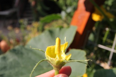 The stamens inside the pumpkin flower