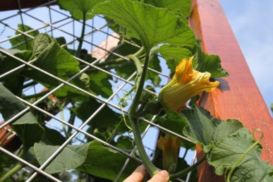 Female flower of the buttercup pumpkin