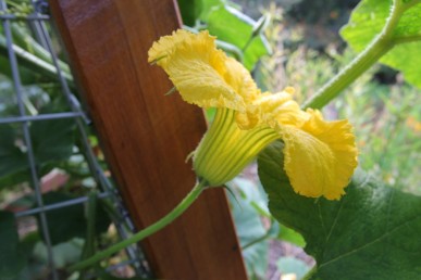 Typical male pumpkin flower with a long stem