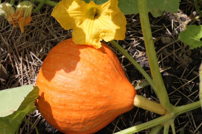 Rare orange French pumpkin with chestnut flavour