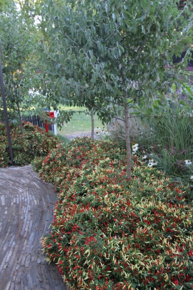 Chillies bordering the path