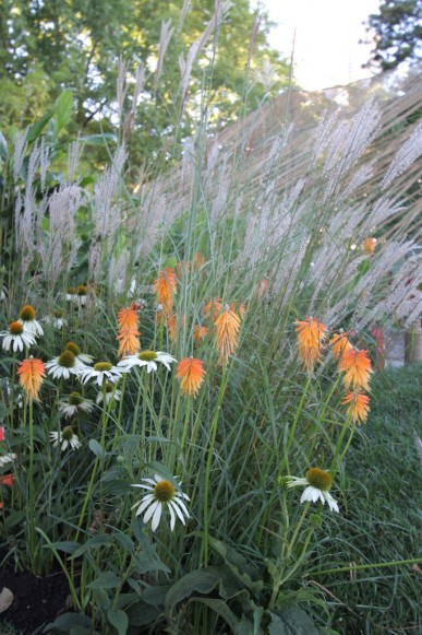 Echinacea, pokers and grasses