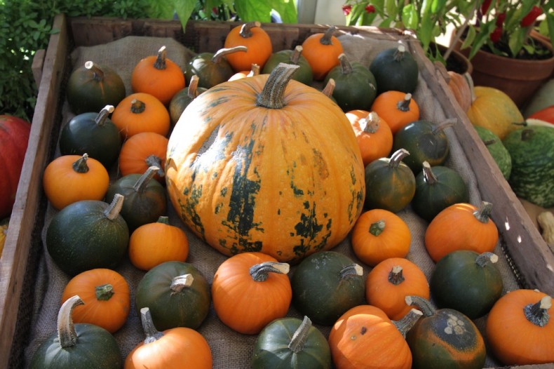 Diggers' pumpkins