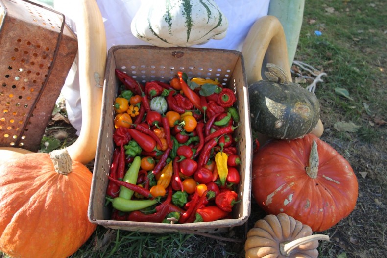 Diggers' pumpkins, gourds and chillis