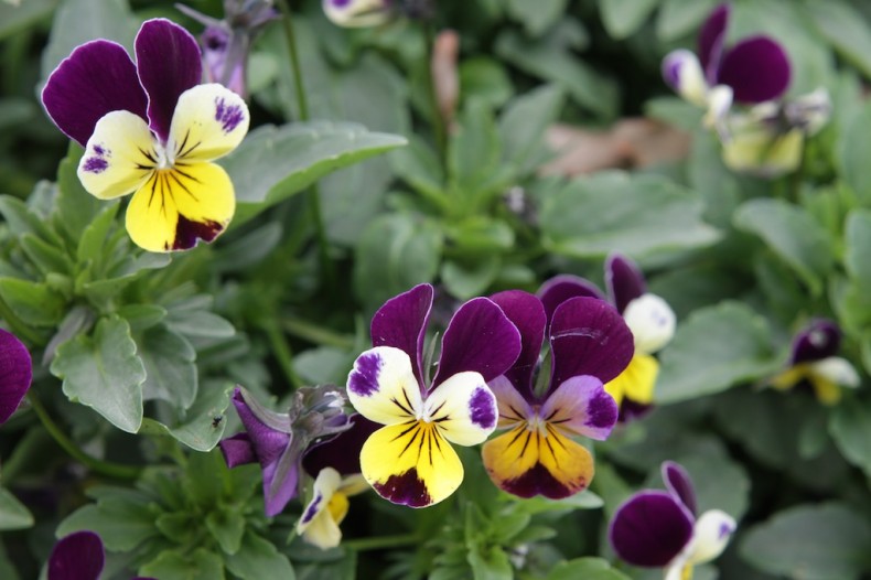 the three coloured faces of heartsease flowers