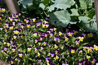 Heartsease makes a colourful border