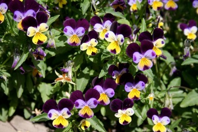 Heartsease flowers are like violas