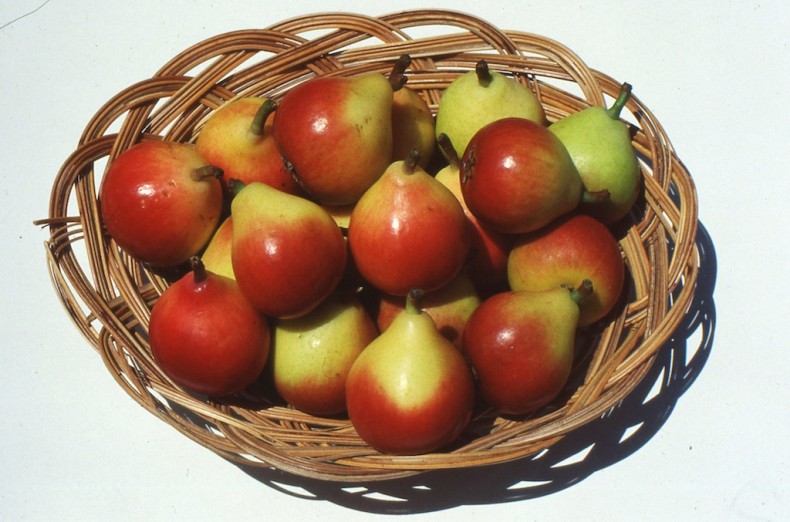 Miniature, delicious paradise pears