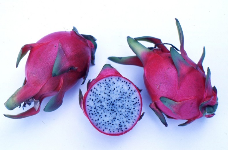 Exotic dragon fruit