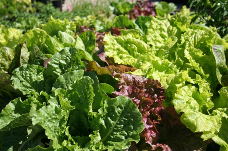 Crispmint, flame and Australian yellow leaf lettuces Crispmint, flame and Australian yellow leaf lettuces