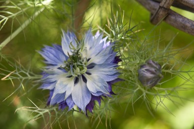 Blue and white love-in-a-mist
