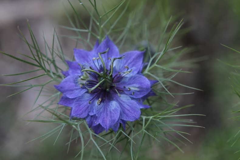Deep blue love-in-a-mist flower