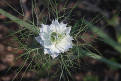 White flowered love-in-a-mist
