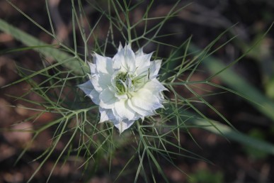 White flowered love-in-a-mist